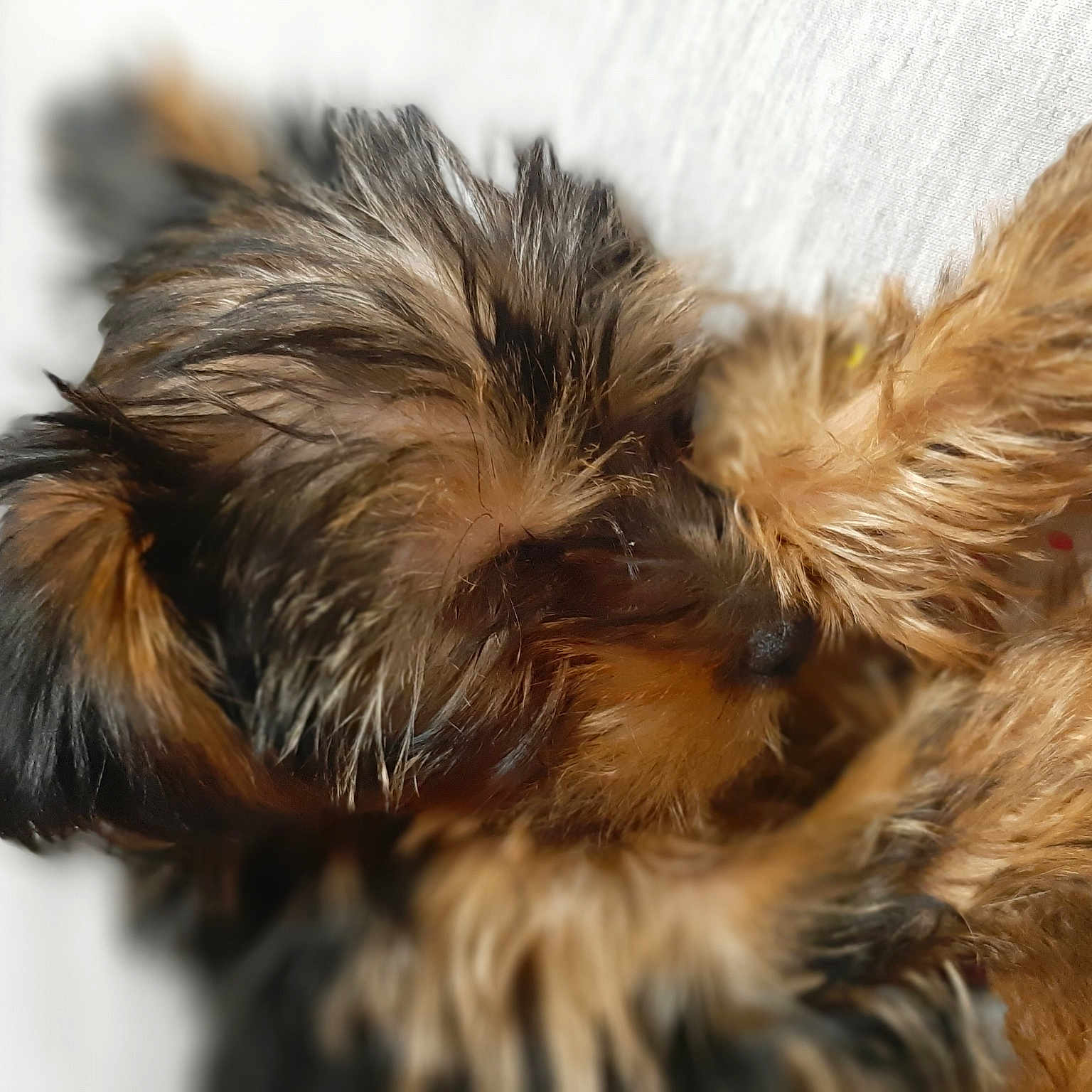 Pimkie