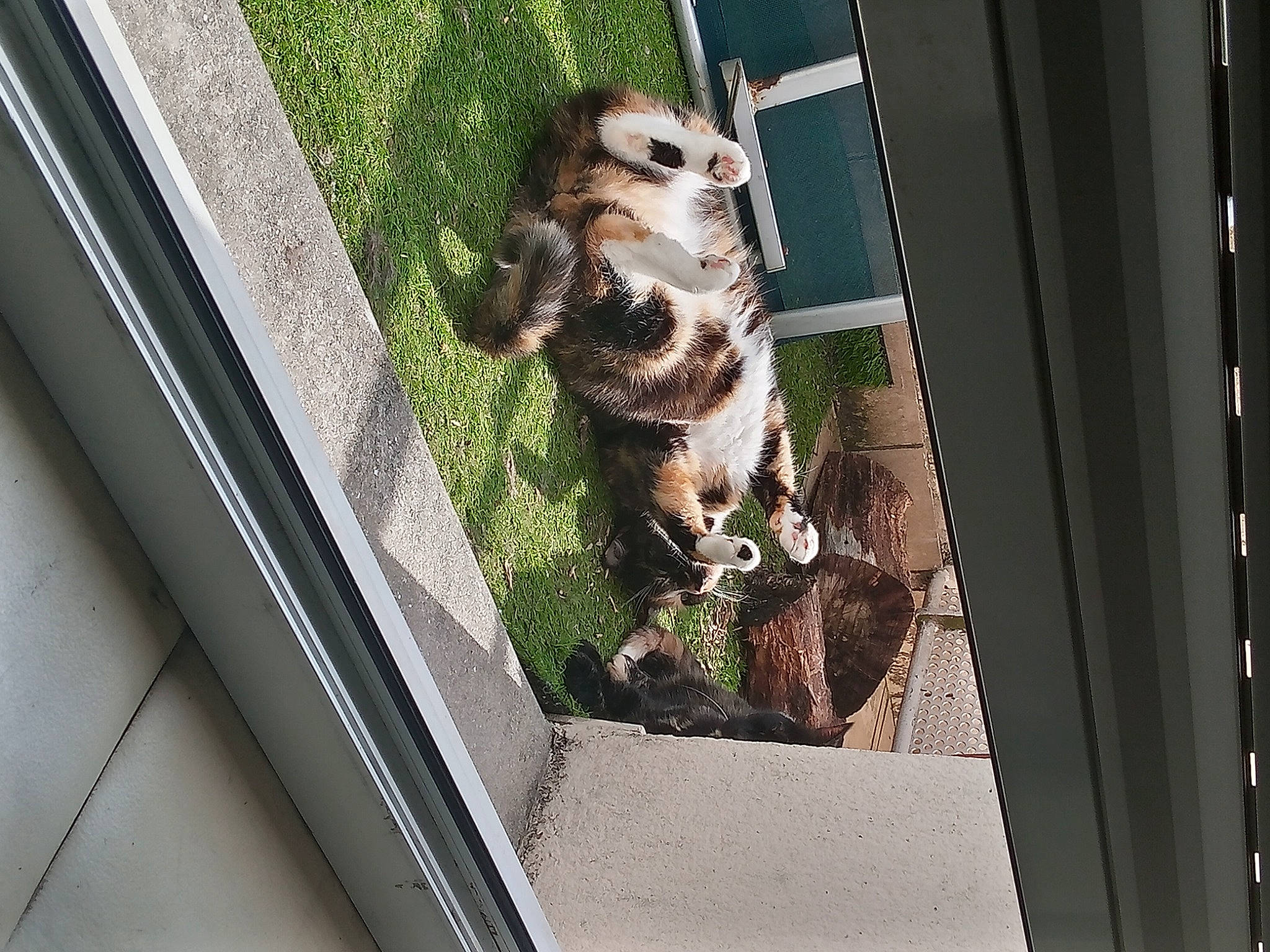 Fifille a rejoint le concours — aidez-le/la à gagner de superbes lots ! beak, bird_of_prey, carnivore, claw, domestic_short_haired_cat, fawn, felidae, fur, grass, metal, plant, small_to_medium_sized_cats, snout, soil, tail, terrestrial_animal, whiskers, wildlife, window, wood