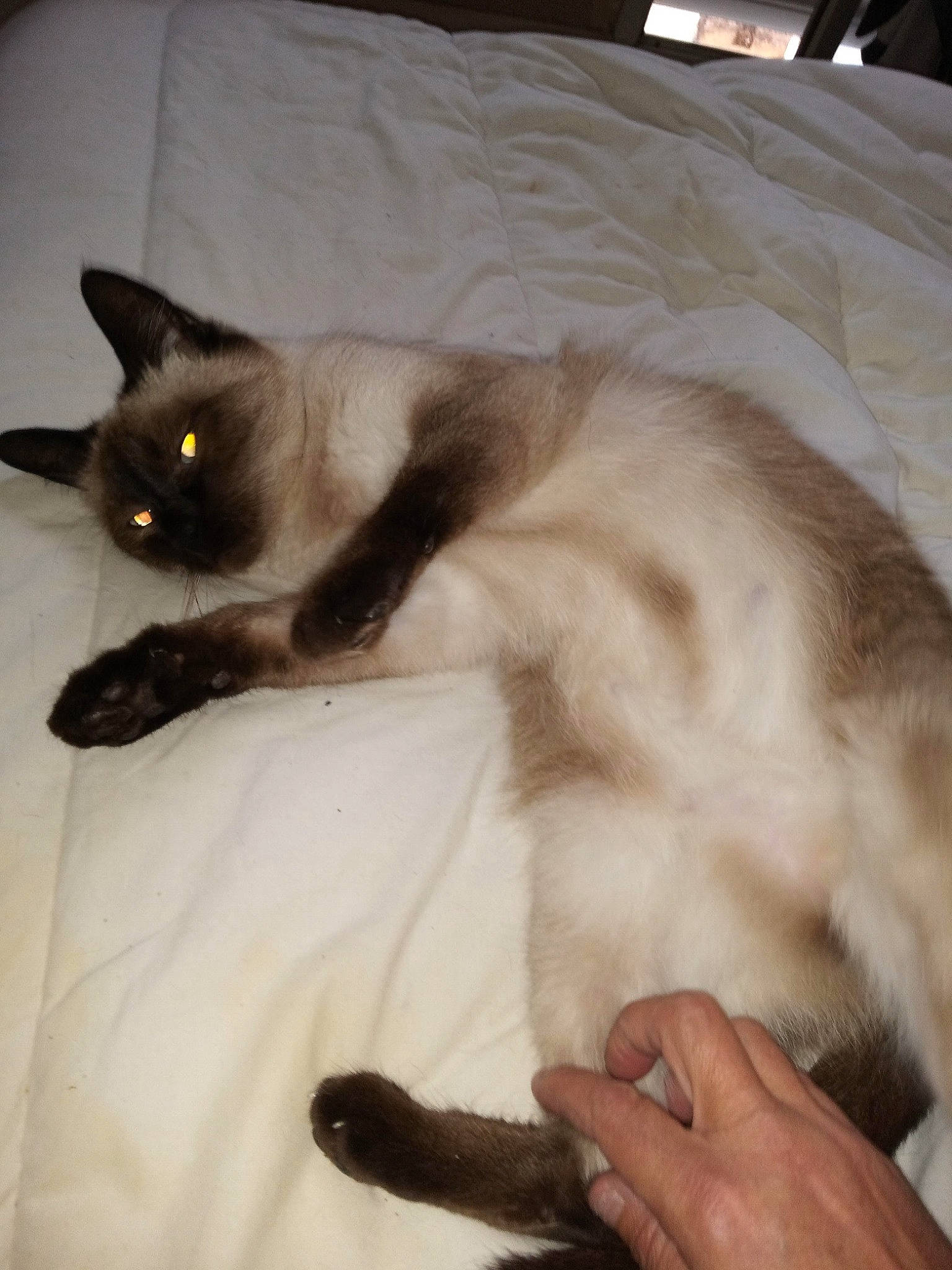 Tilla a rejoint le concours — aidez-le/la à gagner de superbes lots ! balinese, carnivore, cat, claw, comfort, domestic_short_haired_cat, eye, fawn, felidae, flooring, fur, nail, nap, paw, siamese, small_to_medium_sized_cats, snout, tail, thai, whiskers