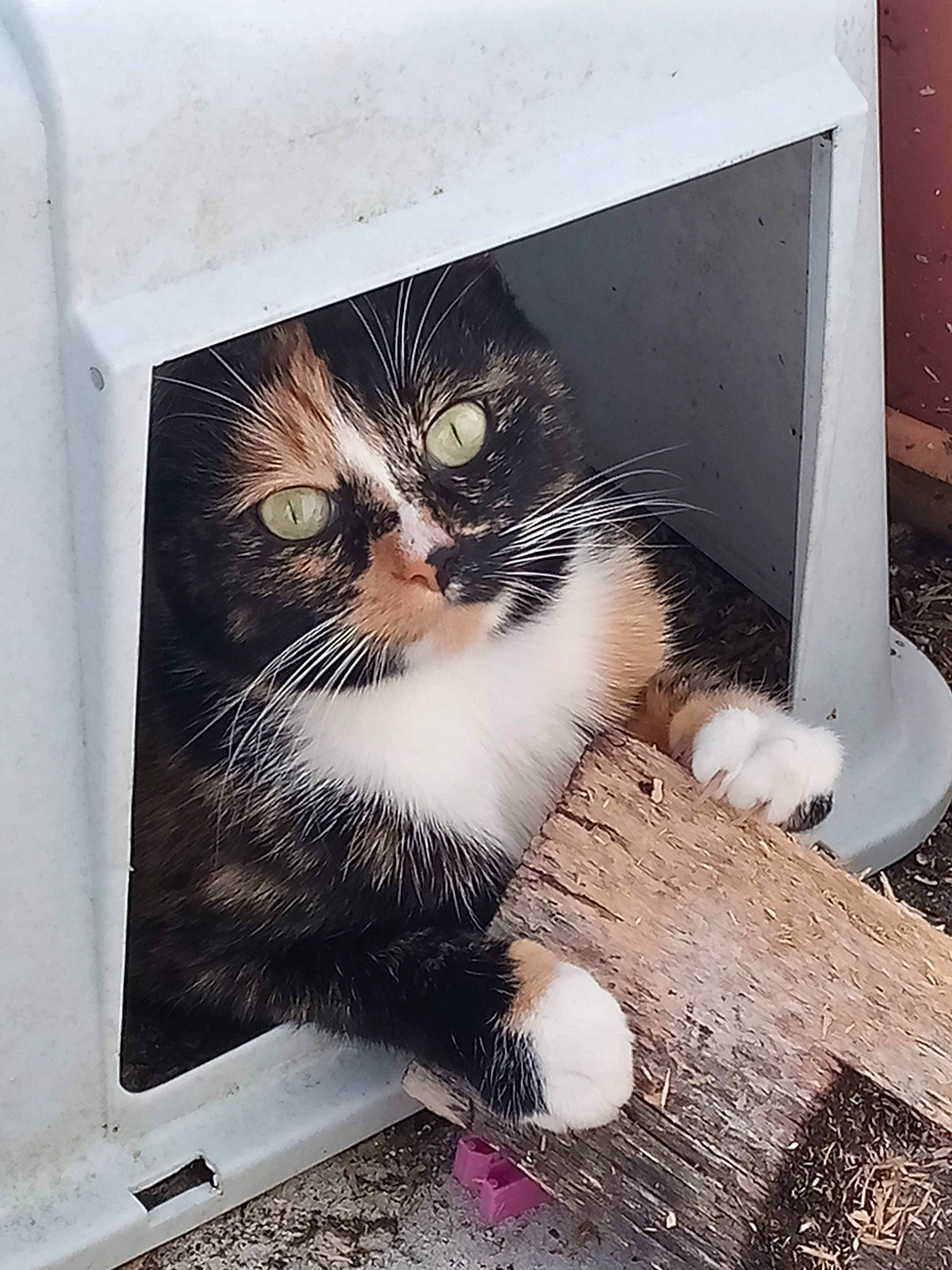 Fifille participe au concours pour gagner de l'argent avec cette photo : box, cardboard, carnivore, cat, claw, domestic_short_haired_cat, felidae, fur, hardwood, paw, photo_caption, rectangle, sitting, small_to_medium_sized_cats, snout, square, tail, whiskers, window, wood