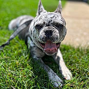 Zen is registered to the contest to win money with this photo: animal, background_blur, canine, closeup, daytime, dog, ears_up, expression, friendly, grass, happy, laying_down, nature, outdoor, pet, playful, smiling, sunny, tongue, tongue_out
