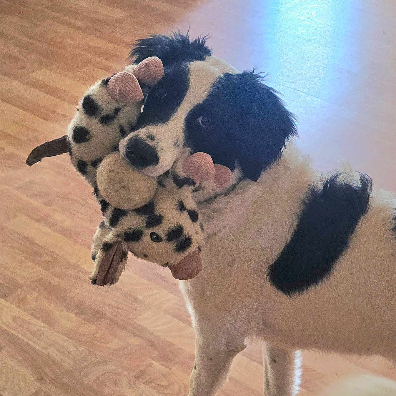 Snoopy is registered to the contest to win money with this photo: dog, black_and_white, plush_toy, toy, wooden_floor, indoor, pet, animal, playful, cute, fur, looking, standing, domestic_animal, mouth, ears, flooring, light, shadow, spot