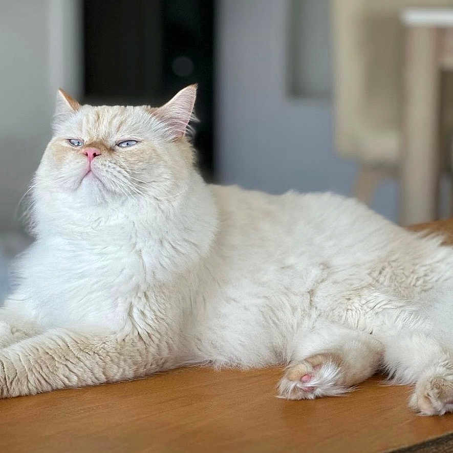 Yuki participe au concours pour gagner de l'argent avec cette photo : angora, animal, cat, desk, furniture, hardwood, indoors, interiordesign, kitten, manx, person, pet, plywood, siamese, sleeping, stainedwood, table, tabletop, white, wood
