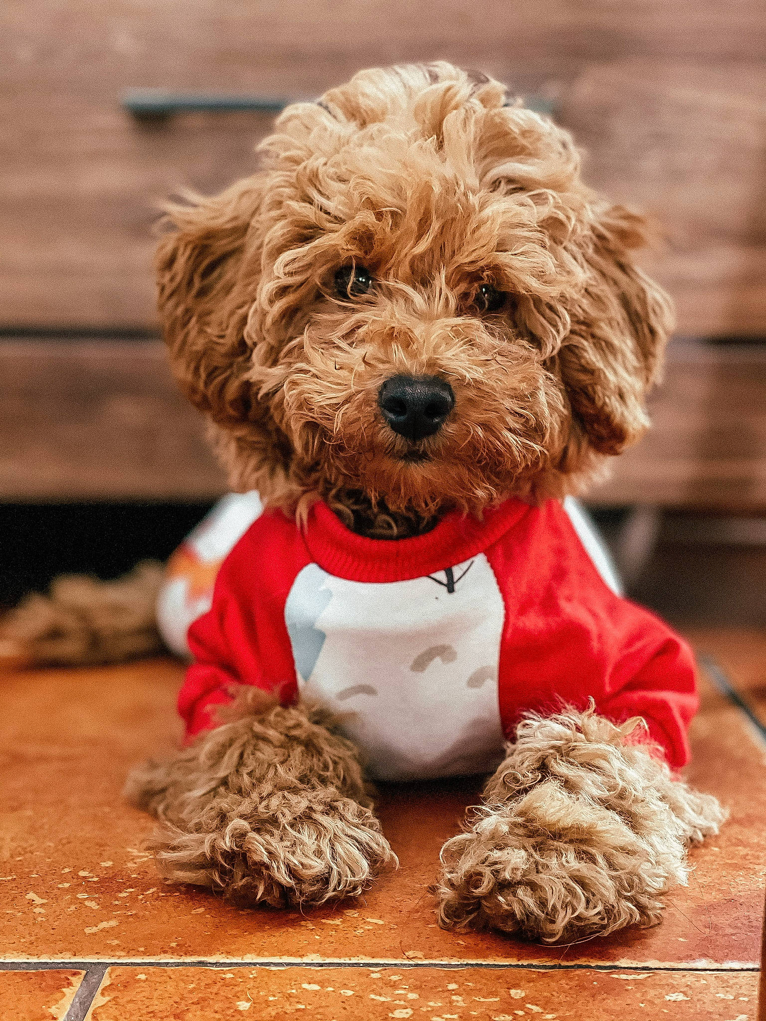 Fiji is registered to the contest to win money with this photo: canidae, carnivore, companion_dog, dog, dog_breed, dog_clothes, dog_collar, dog_supply, fur, maltepoo, pet_supply, poodle, poodle_crossbreed, small_terrier, snout, sporting_group, terrier, toy_dog, water_dog, wood