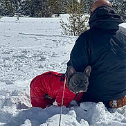 Prinze is registered to the contest to win money with this photo: adult, animal, bulldog, canine, clothing, coat, dog, frenchbulldog, ice, jacket, male, man, nature, outdoors, person, pet, piste, plant, snow, tree