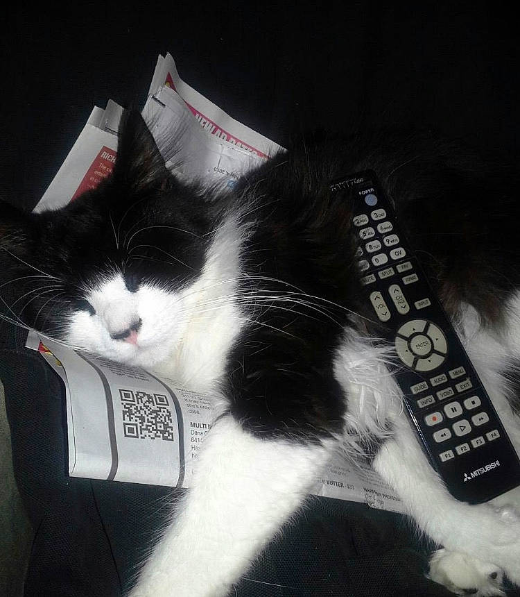 Winston joined the competition — help win amazing prizes! black, black_and_white, carnivore, cat, domestic_short_haired_cat, ear, felidae, fur, kitten, norwegian_forest_cat, paw, polydactyl_cat, small_to_medium_sized_cats, tail, whiskers, white