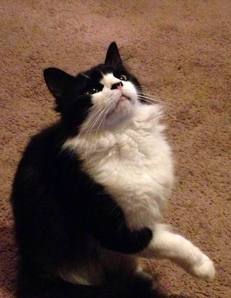 Winston joined the competition — help win amazing prizes! black_and_white, carnivore, cat, domestic_long_haired_cat, felidae, fur, kitten, mammal, norwegian_forest_cat, polydactyl_cat, ragamuffin, small_to_medium_sized_cats, snout, tail, vertebrate, whiskers