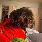 Nala is registered to the contest to win money with this photo: dog, black_dog, pet, fleece_jacket, red_jacket, green_jacket, bed, indoor, cozy, fur, animal, side_view, close_up, cute, domestic_animal, resting, tag, bedroom, soft_light, portrait