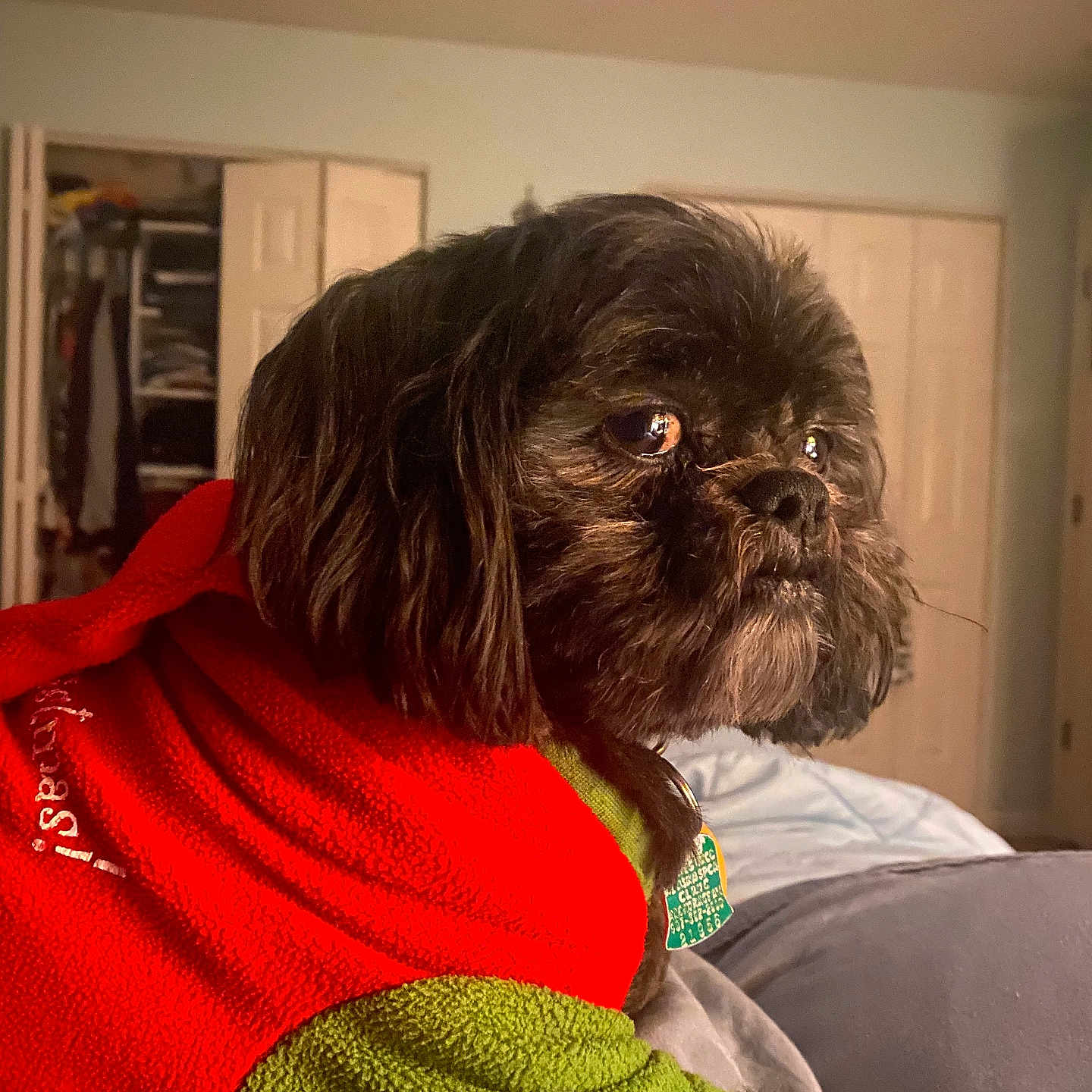 Nala is registered to the contest to win money with this photo: animal, bed, bedroom, black_dog, close_up, cozy, cute, dog, domestic_animal, fleece_jacket, fur, green_jacket, indoor, pet, portrait, red_jacket, resting, side_view, soft_light, tag