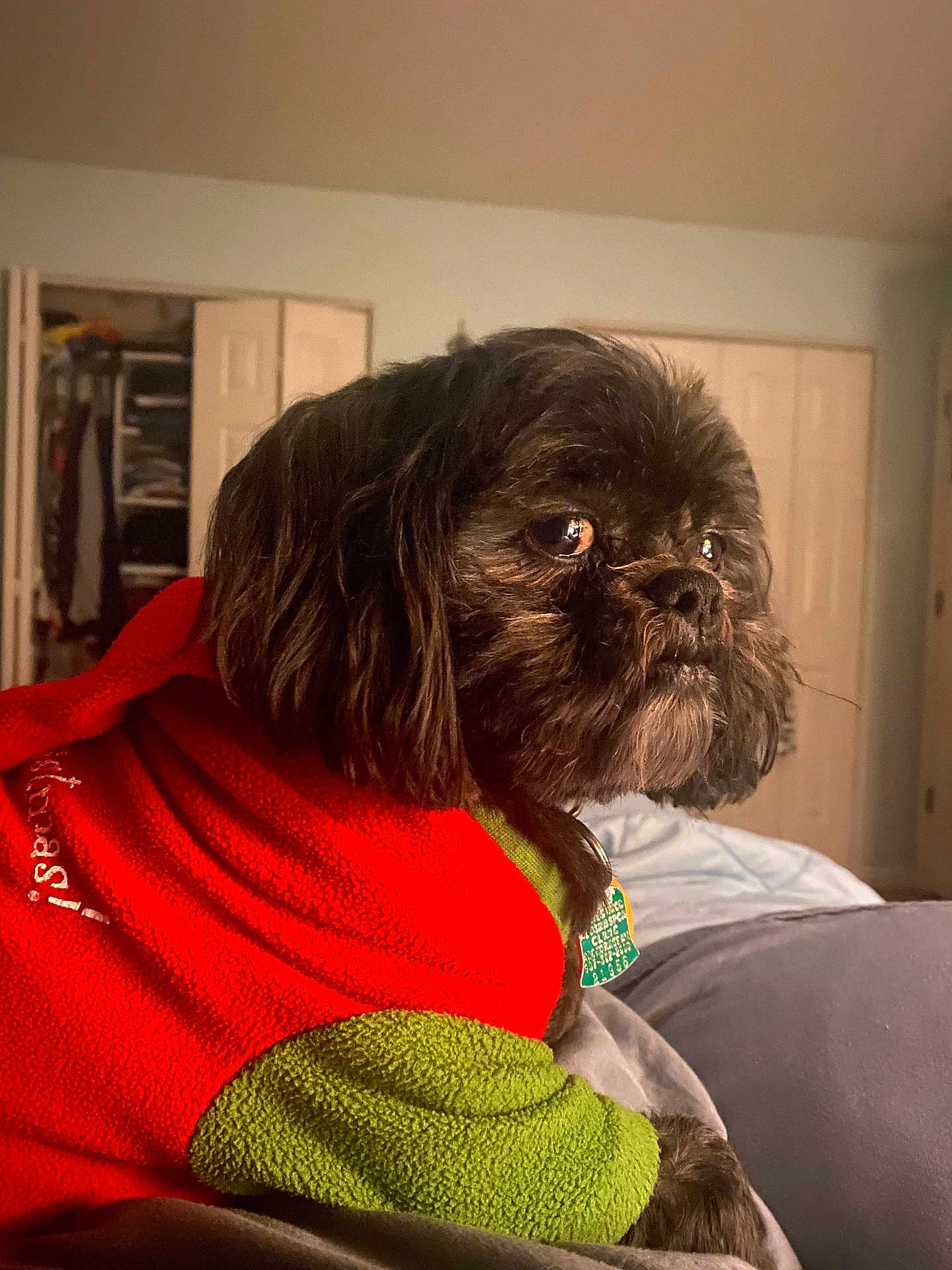Nala is registered to the contest to win money with this photo: dog, black_dog, pet, fleece_jacket, red_jacket, green_jacket, bed, indoor, cozy, fur, animal, side_view, close_up, cute, domestic_animal, resting, tag, bedroom, soft_light, portrait