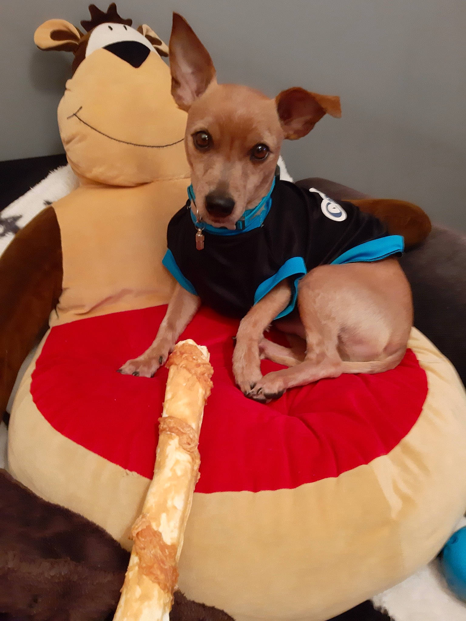 Jacquot a rejoint le concours — aidez-le/la à gagner de superbes lots ! canidae, carnivore, chihuahua, companion_dog, corgi_chihuahua, dog, dog_breed, dog_clothes, dog_toy, fawn, feist, mammal, miniature_fox_terrier, miniature_pinscher, paw, rat_terrier, toy_dog