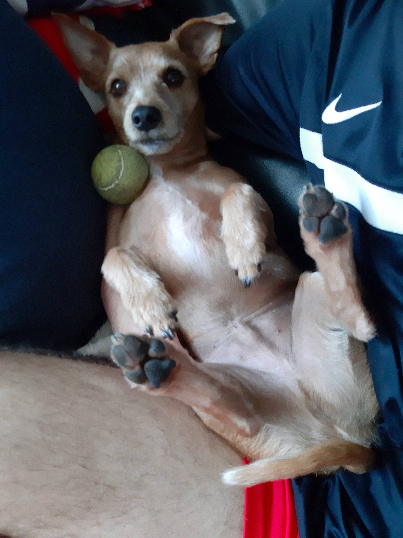 Jacquot a rejoint le concours — aidez-le/la à gagner de superbes lots ! american_hairless_terrier, canidae, carnivore, companion_dog, dog, dog_breed, fawn, feist, mammal, mexican_hairless_dog, miniature_fox_terrier, teddy_roosevelt_terrier, toy_dog, toy_fox_terrier, vertebrate