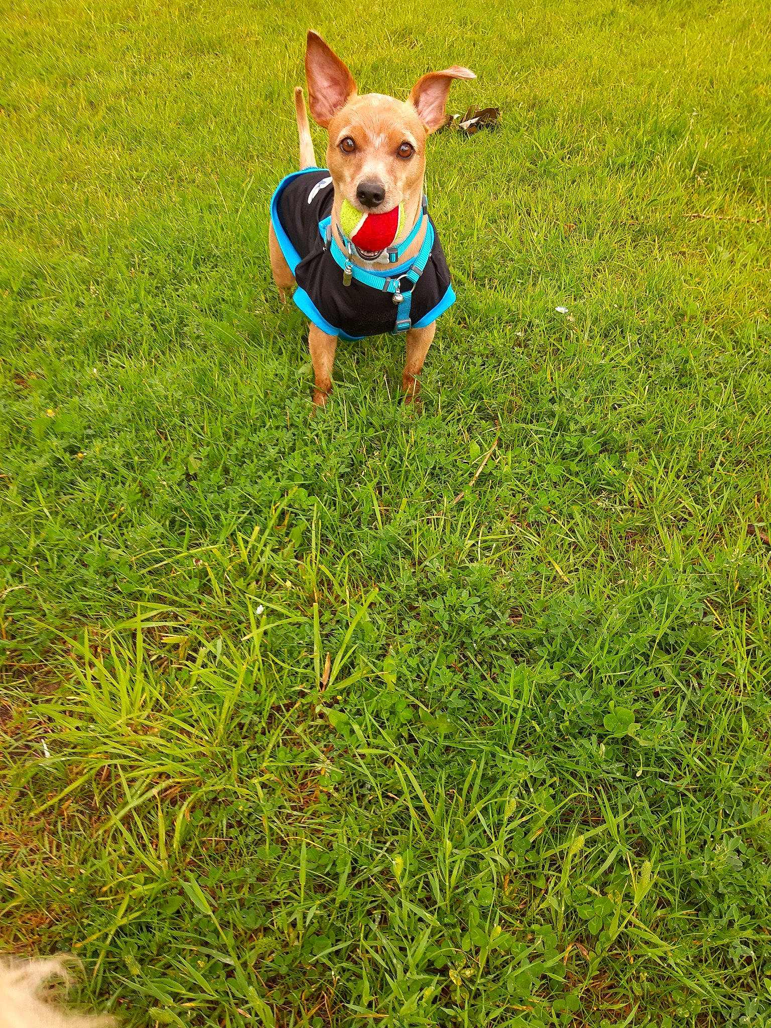Jacquot participe au concours pour gagner de l'argent avec cette photo : australian_kelpie, canidae, carnivore, companion_dog, dog, dog_breed, grass, grass_family, grassland, hunting_dog, lawn, mammal, meadow, plant, working_dog