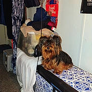 Eva is registered to the contest to win money with this photo: dog, indoor, bench, clothing, bag, container, carpet, wall, poster, furniture, pet, small_dog, brown_dog, black_dog, looking, sitting, household, decor, tile_pattern, curious