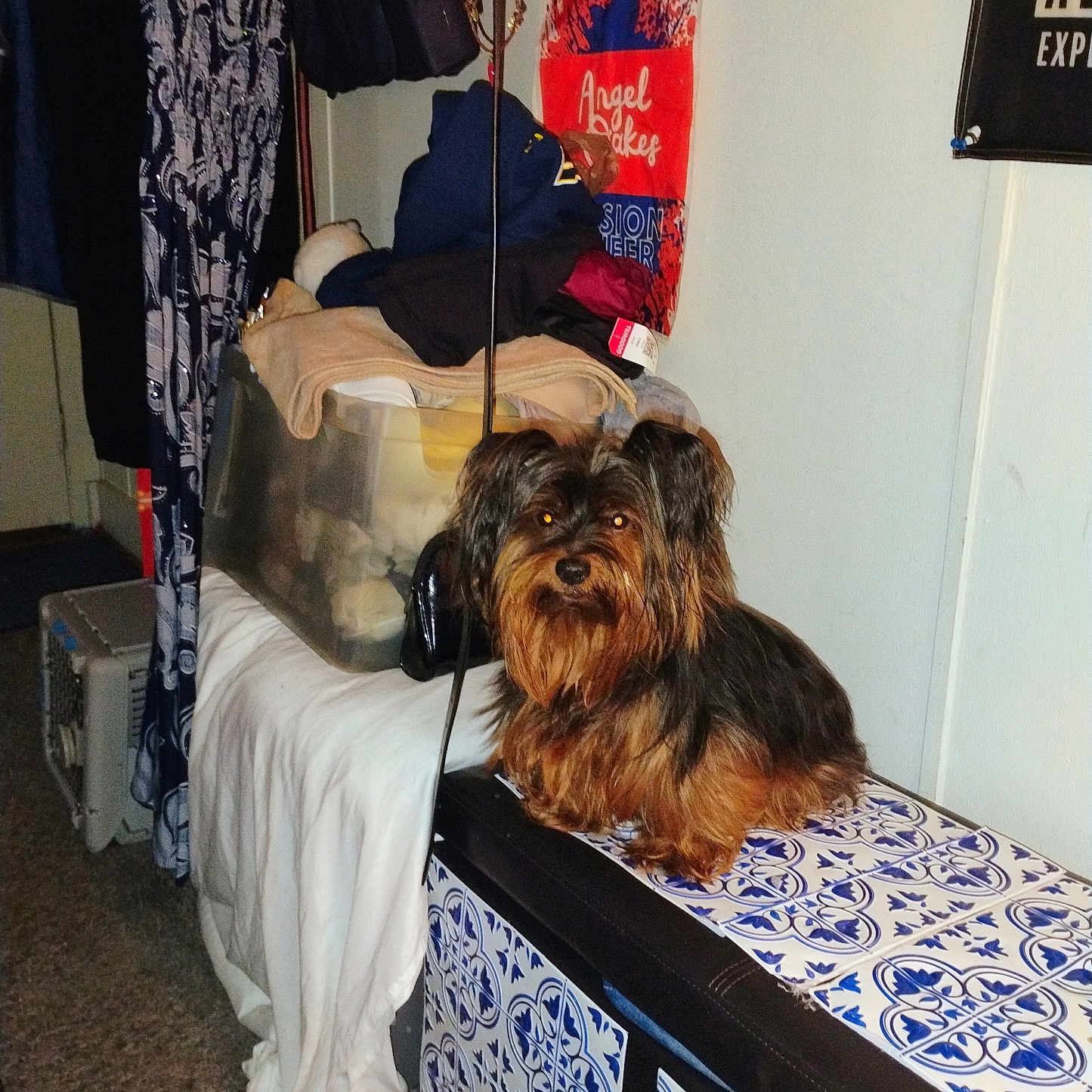 Eva is registered to the contest to win money with this photo: bag, bench, black_dog, brown_dog, carpet, clothing, container, curious, decor, dog, furniture, household, indoor, looking, pet, poster, sitting, small_dog, tile_pattern, wall