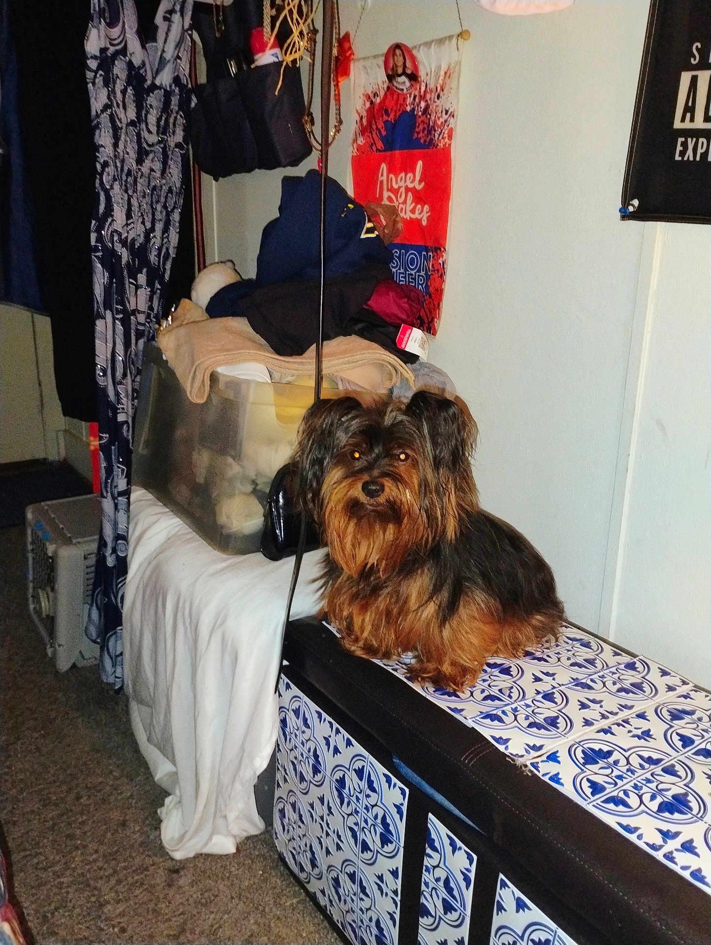 Eva is registered to the contest to win money with this photo: dog, indoor, bench, clothing, bag, container, carpet, wall, poster, furniture, pet, small_dog, brown_dog, black_dog, looking, sitting, household, decor, tile_pattern, curious