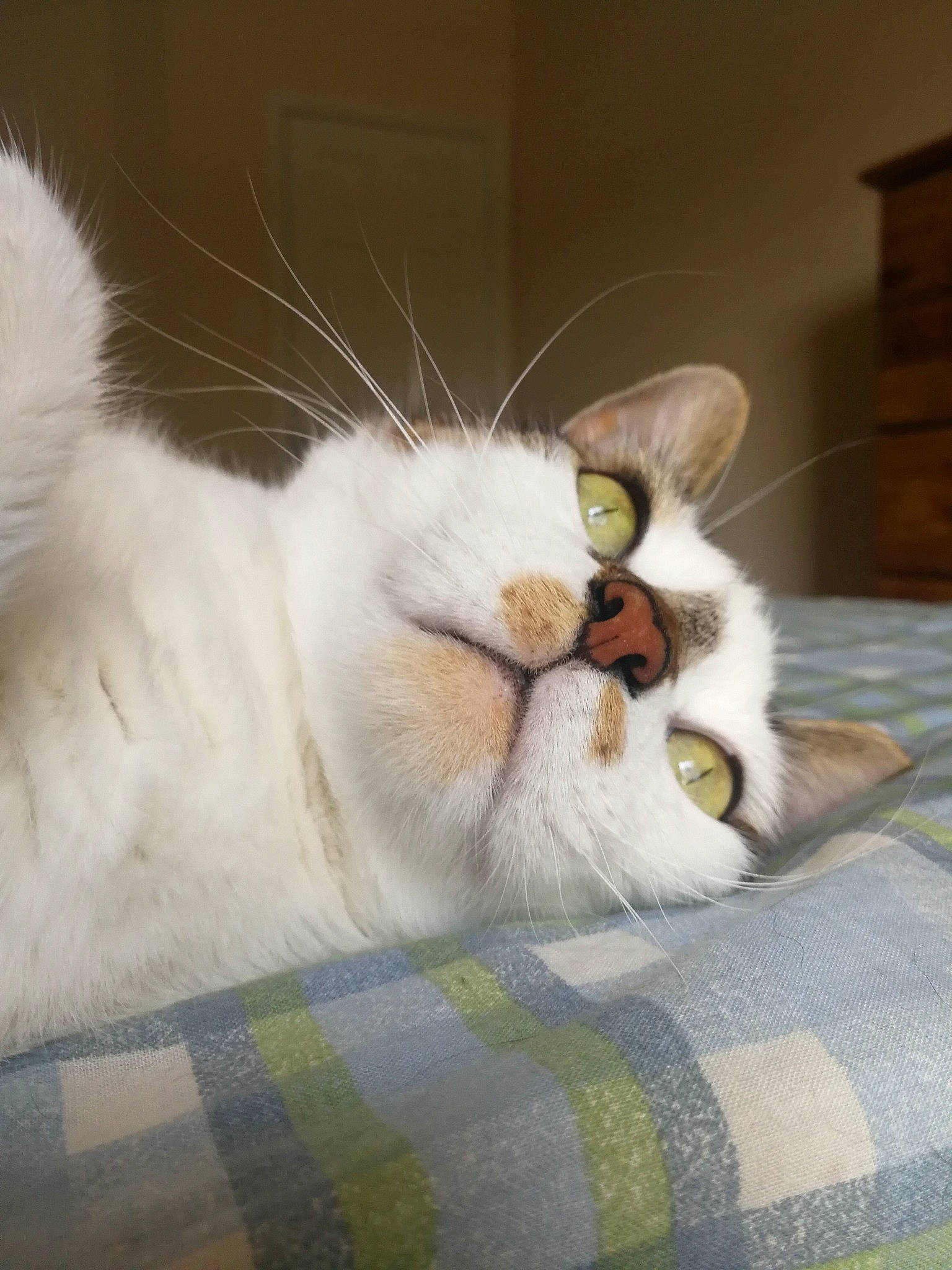 Seregor joined the competition — help win amazing prizes! carnivore, cat, claw, comfort, domestic_short_haired_cat, fawn, felidae, fur, nap, paw, small_to_medium_sized_cats, snout, tail, whiskers, wood