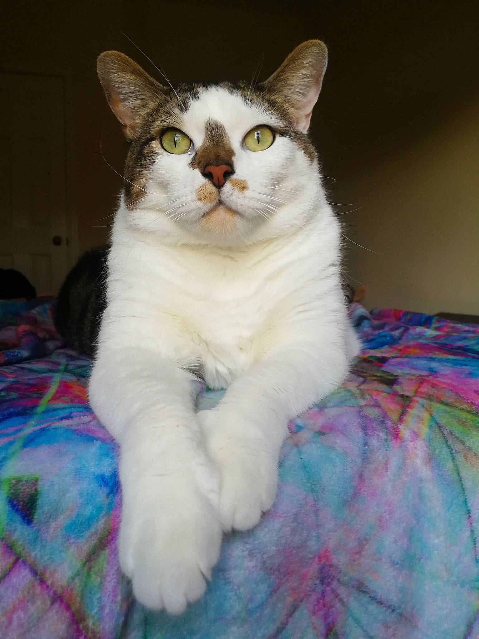 Seregor joined the competition — help win amazing prizes! carnivore, cat, comfort, domestic_short_haired_cat, felidae, fur, pattern, paw, sitting, small_to_medium_sized_cats, snout, tail, terrestrial_animal, whiskers