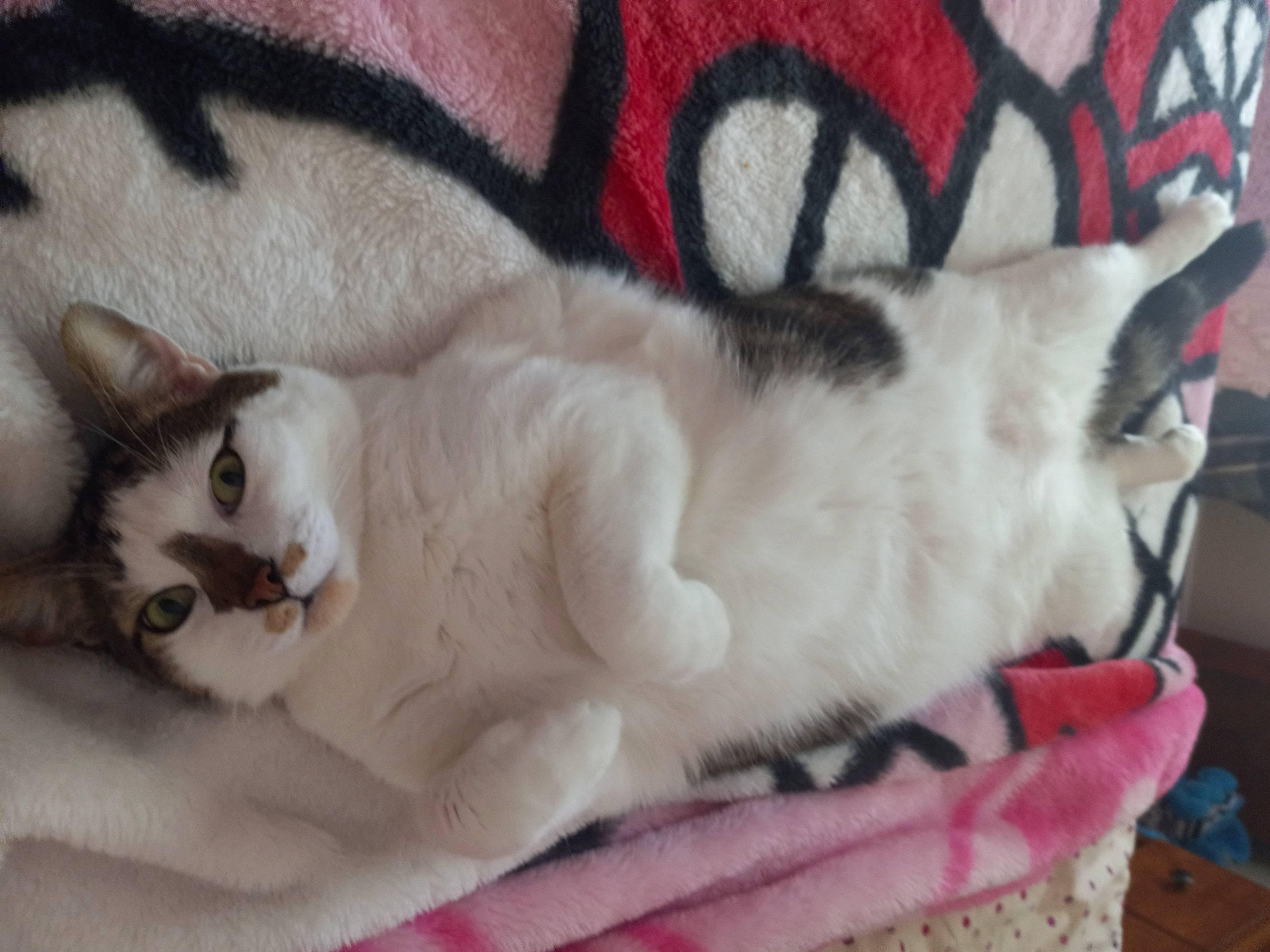 Seregor joined the competition — help win amazing prizes! carnivore, cat, cat_bed, cat_supply, claw, comfort, domestic_short_haired_cat, felidae, foot, fur, linens, nap, pattern, paw, pet_supply, small_to_medium_sized_cats, tail, whiskers