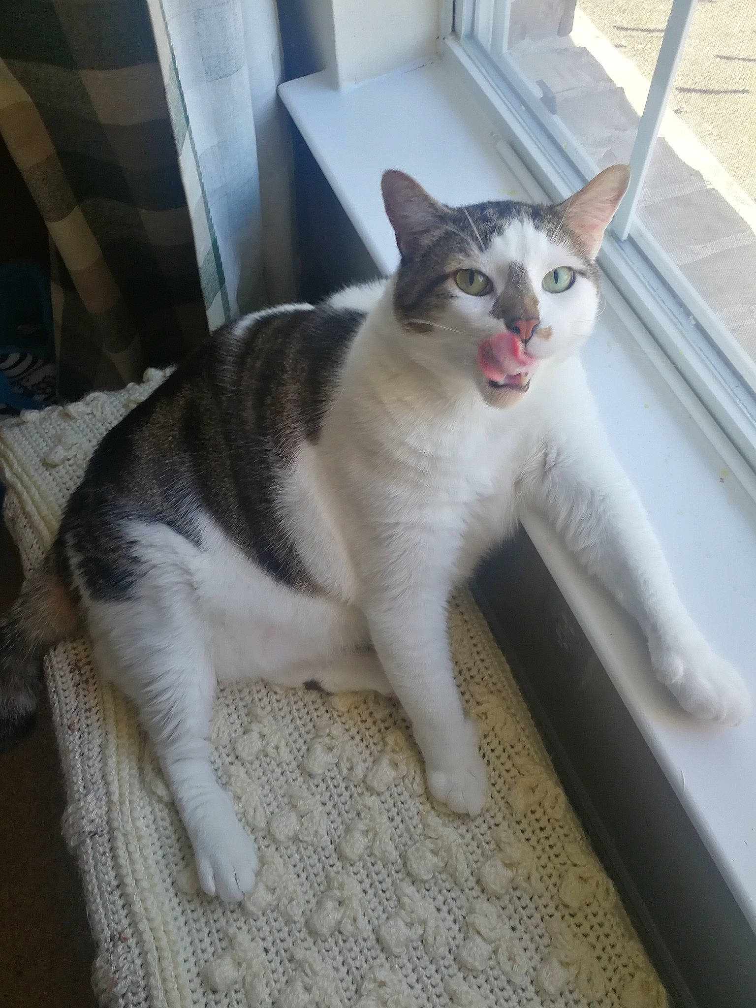 Seregor is registered to the contest to win money with this photo: carnivore, cat, domestic_short_haired_cat, felidae, flooring, fur, paw, small_to_medium_sized_cats, snout, tail, whiskers, window