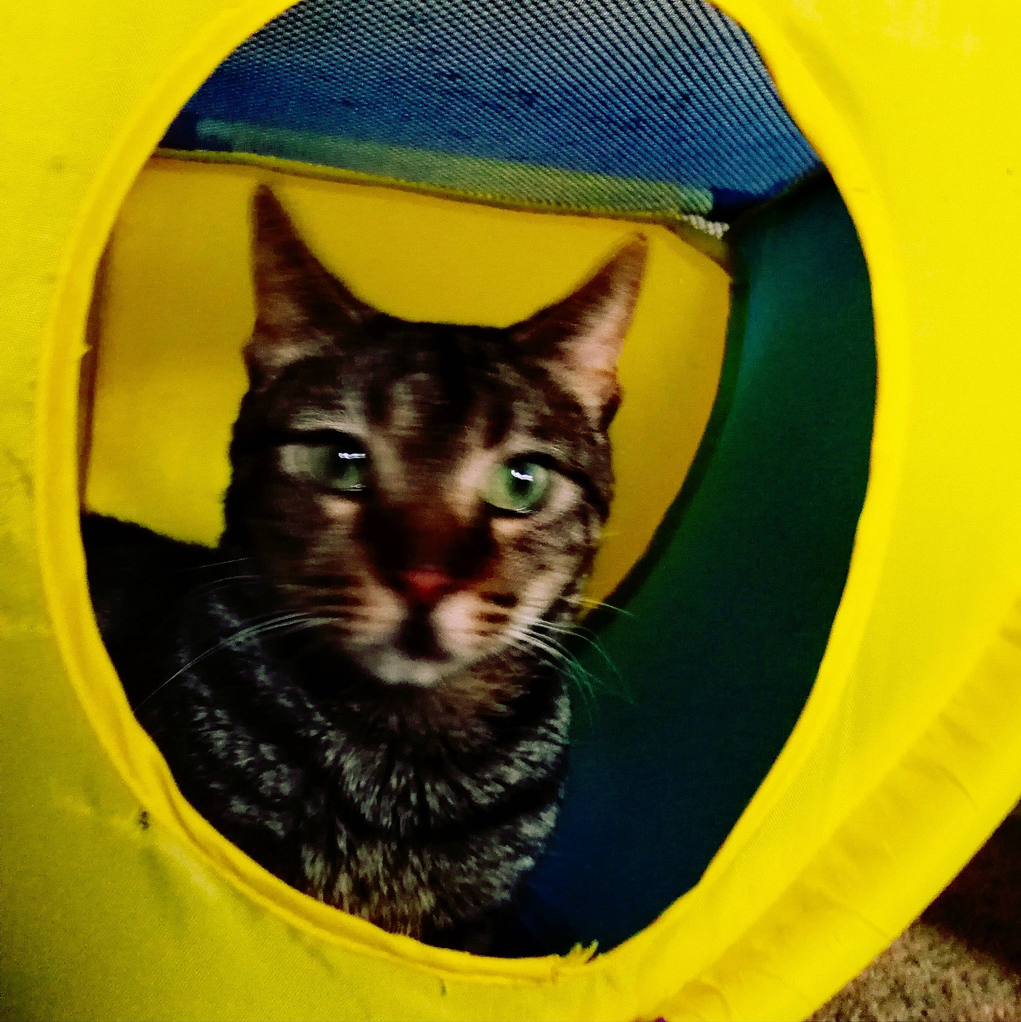 Tobias is registered to the contest to win money with this photo: art, automotive_tire, carnivore, cat, cat_bed, cat_furniture, cat_supply, circle, domestic_short_haired_cat, felidae, hat, mammal, pet_supply, small_to_medium_sized_cats, snout, vertebrate, visual_arts, whiskers, window, yellow