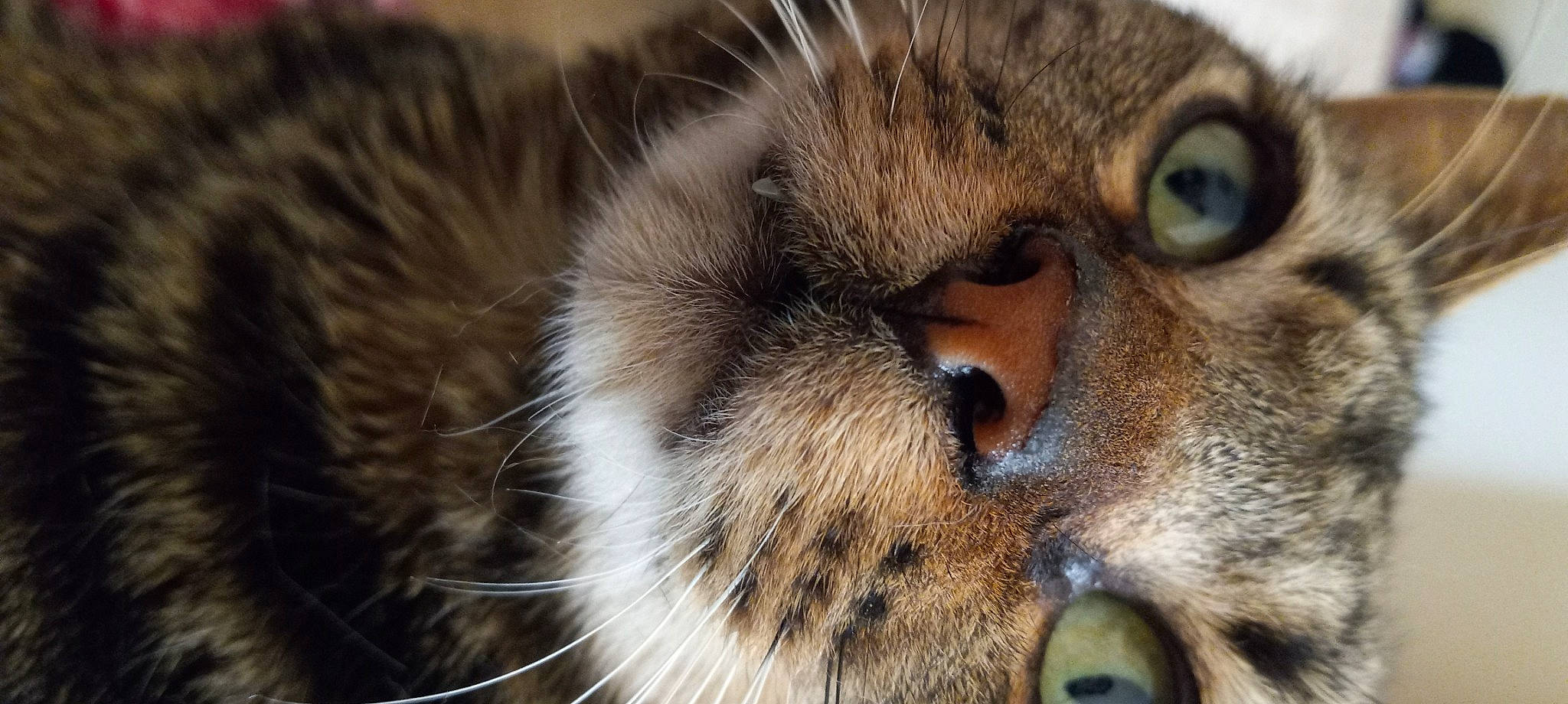 Tobias joined the competition — help win amazing prizes! carnivore, cat, claw, close_up, domestic_short_haired_cat, ear, eye, fawn, felidae, fur, macro_photography, paw, small_to_medium_sized_cats, snout, tail, terrestrial_animal, whiskers, wildlife