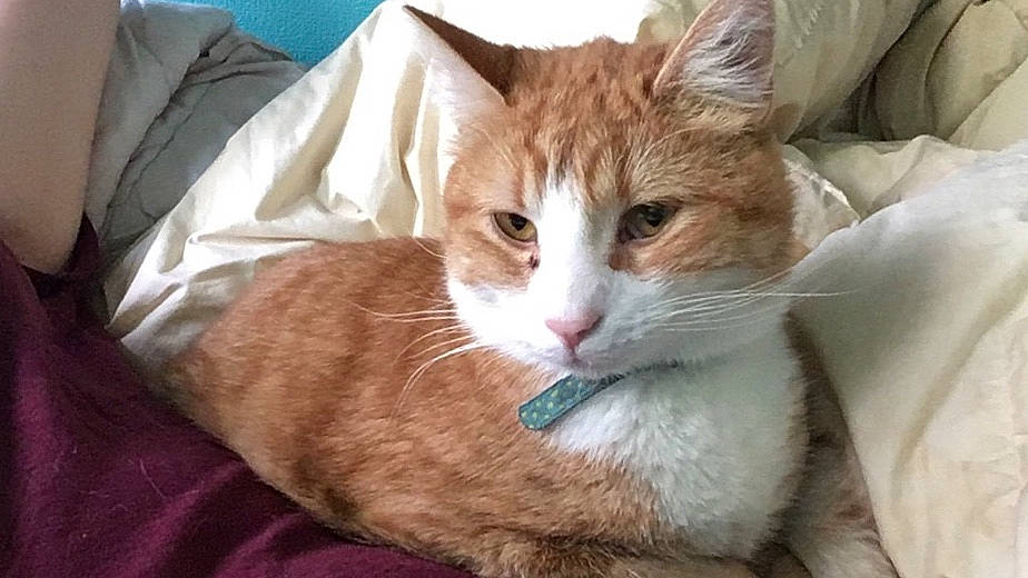 Neko participe au concours pour gagner de l'argent avec cette photo : aegean_cat, arabian_mau, asian, australian_mist, carnivore, cat, domestic_short_haired_cat, ear, european_shorthair, felidae, fur, german_rex, kitten, mammal, ojos_azules, oriental_longhair, small_to_medium_sized_cats, snout, tabby_cat, whiskers