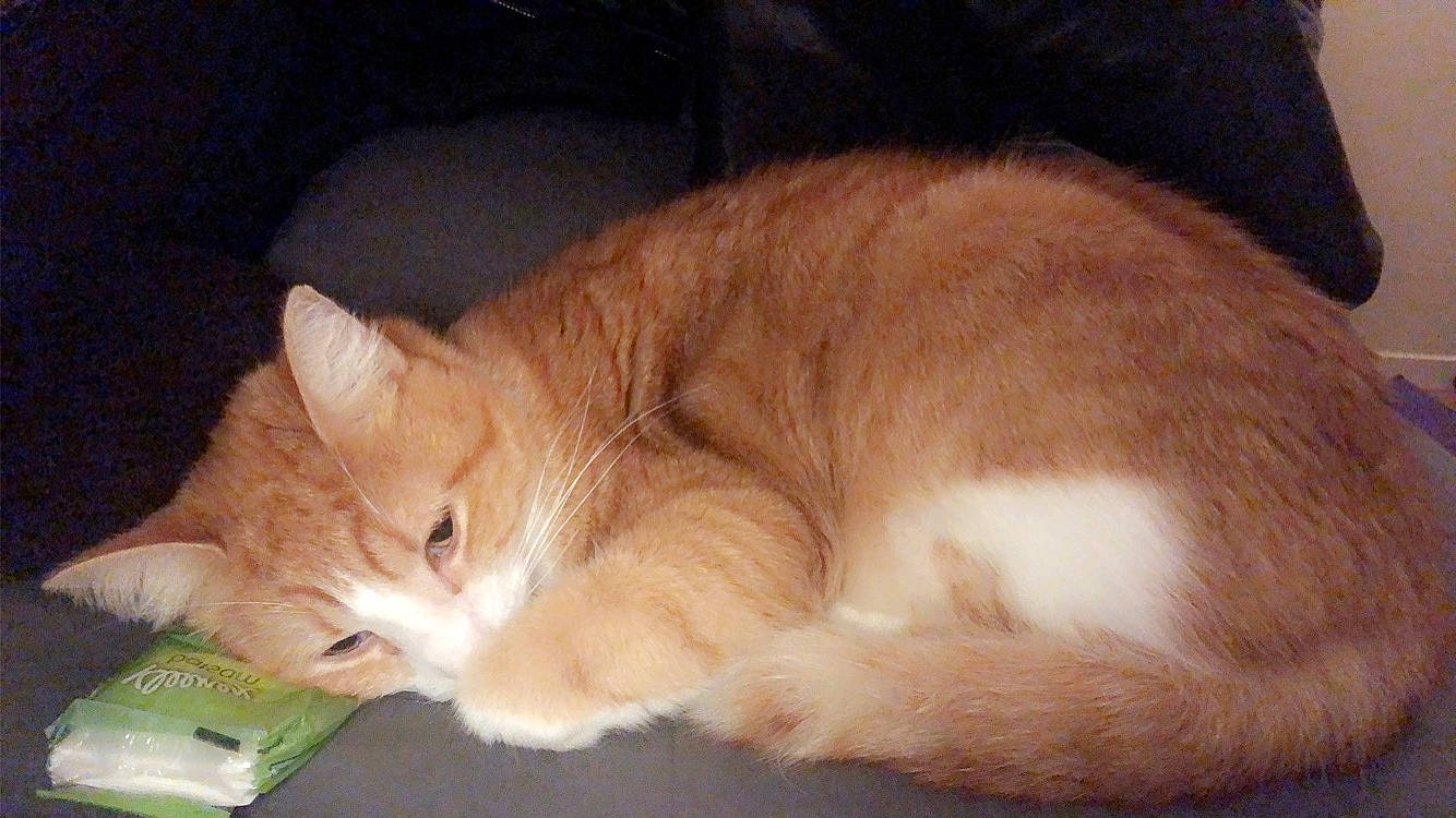 Neko a rejoint le concours — aidez-le/la à gagner de superbes lots ! carnivore, cat, cymric, domestic_long_haired_cat, domestic_short_haired_cat, european_shorthair, eye, felidae, fur, kitten, mammal, nap, paw, skin, small_to_medium_sized_cats, snout, somali, tail, vertebrate, whiskers