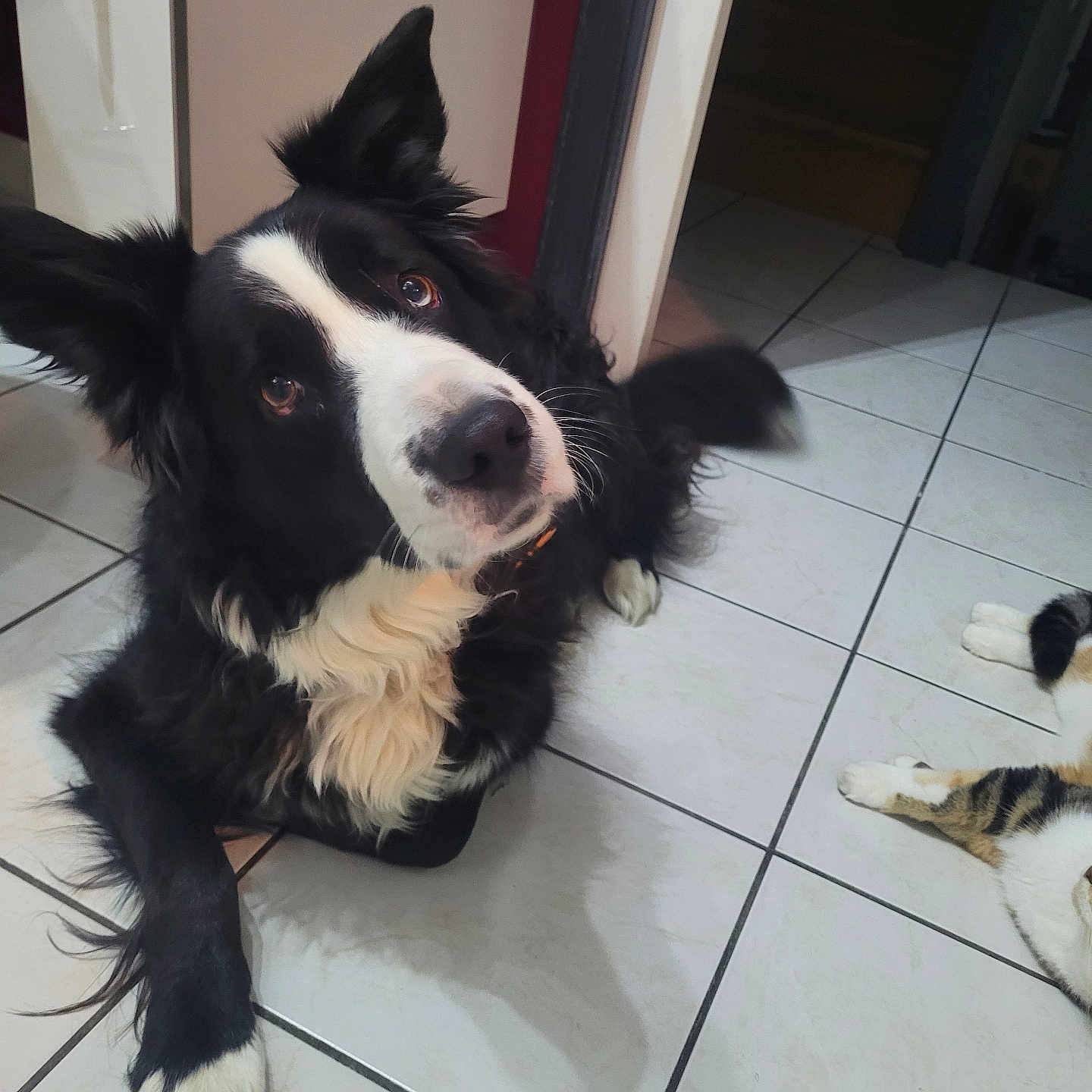 Junck participe au concours pour gagner de l'argent avec cette photo : accessories, animal, canine, cat, cockerspaniel, collie, dog, door, flagstone, hardwood, husky, indoors, path, pet, puppy, slate, strap, tile, walkway, wood