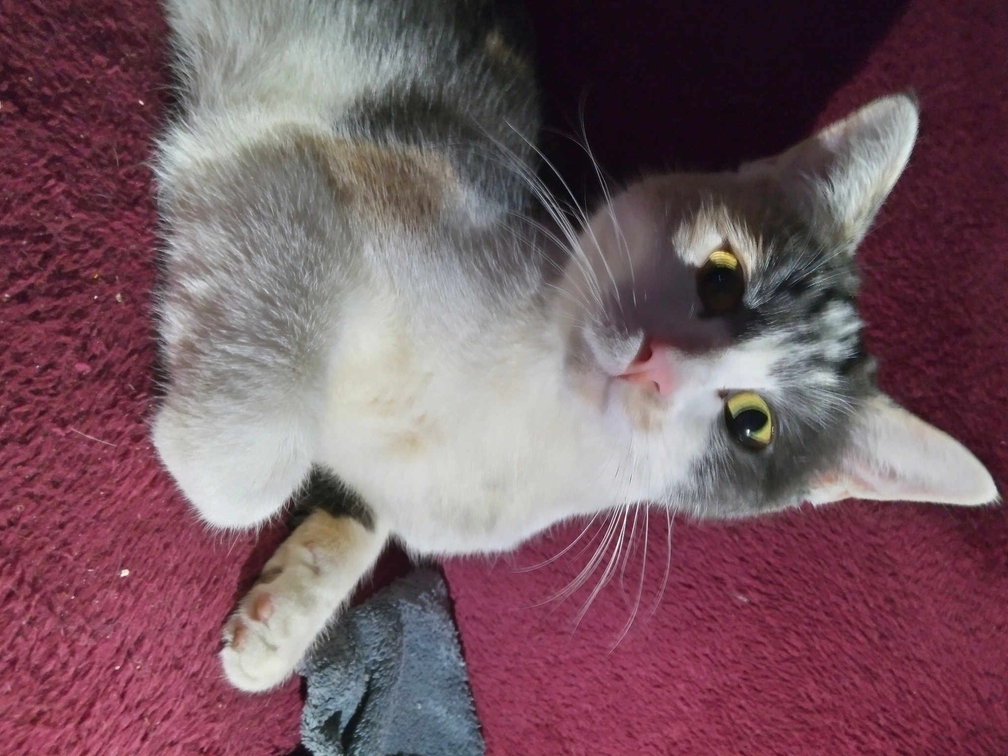Cracotte
