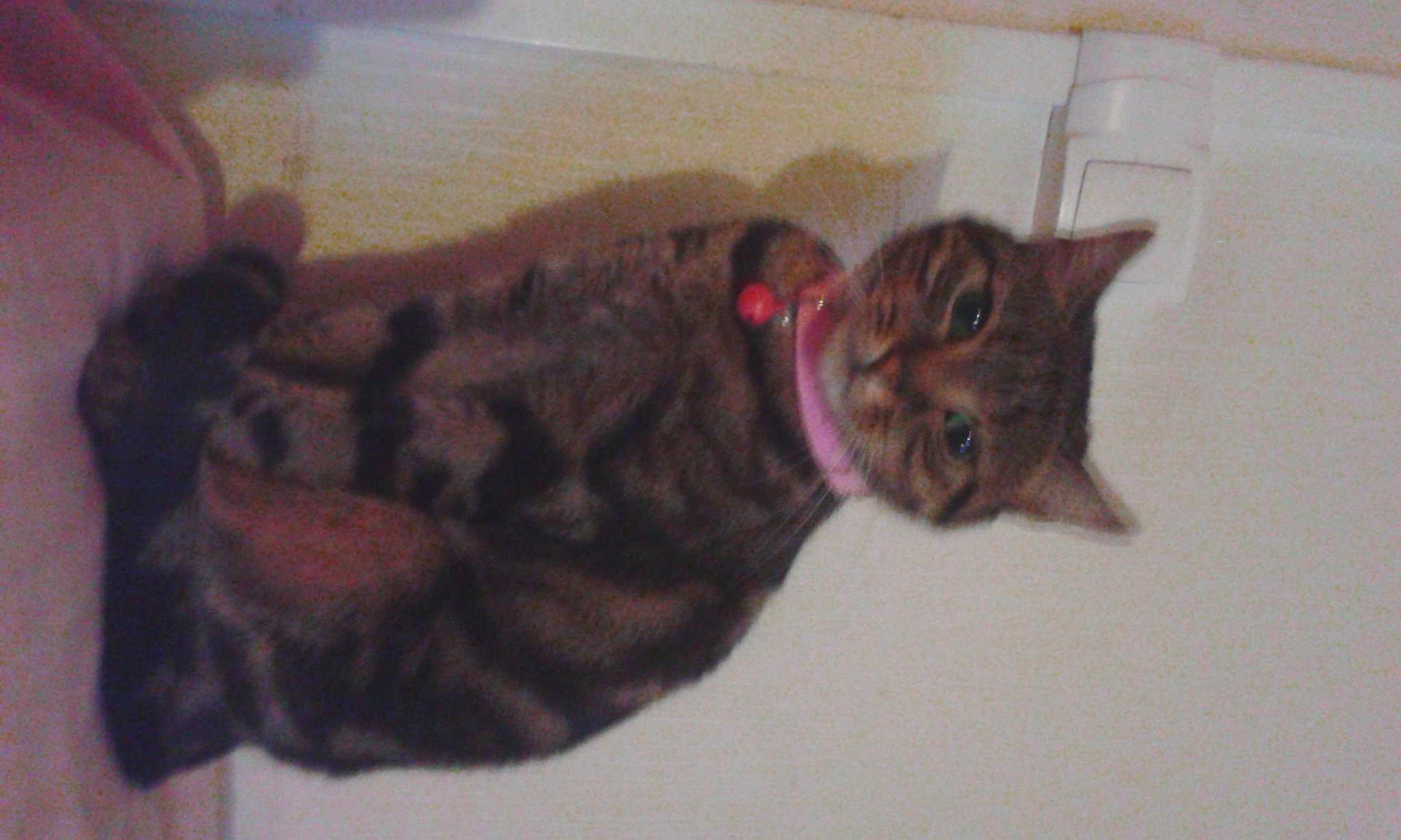 Cracotte