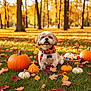 autumn_leaves, bandana, basket, cute, daylight, dog, fall, festive, grass, leaf, nature, orange, outdoor, park, pet, pumpkin, seasonal, small_dog, tree, white_pumpkin