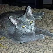 Bastet joined the competition — help win amazing prizes!