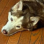 animal, blue_eyes, calm, canine, close_up, cute, dog, domestic_animal, ears, face, fur, indoor, lying_down, nose, pet, resting, siberian_husky, sleepy, whiskers, wooden_floor