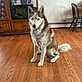 animal, aquarium, blue_eyes, cabinet, canine, chair, dog, domestic_animal, flooring, fur, house, indoor, pet, photograph, portrait, room, siberian_husky, sitting, wall_art, wooden_floor