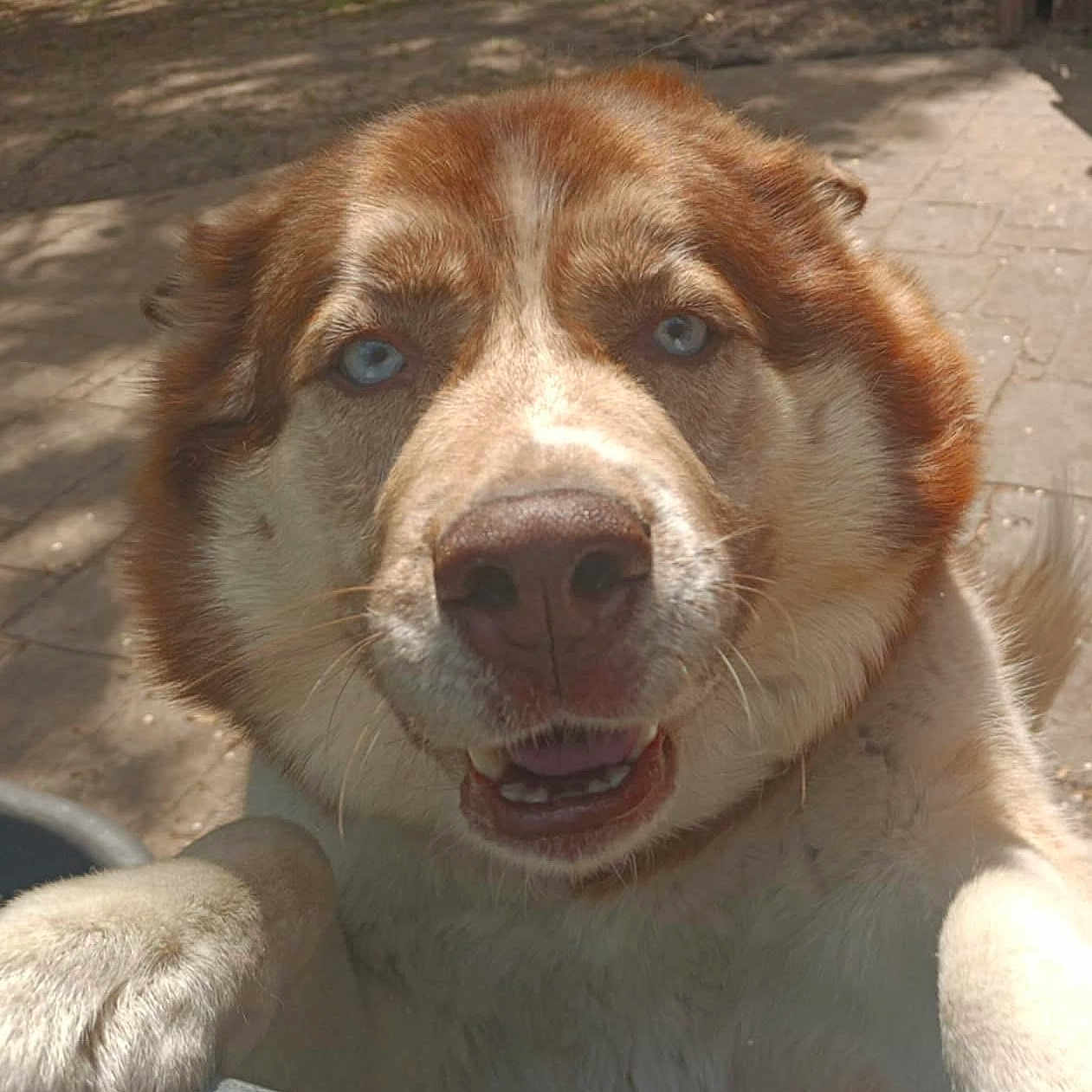 Prince Roger Nelson joined the competition — help win amazing prizes! animal, blue_eyes, canine, close_up, daylight, dog, friendly, fur, happy, muzzle, nature, nose, outdoor, pavement, paw, pet, playful, smile, sunlight, whiskers