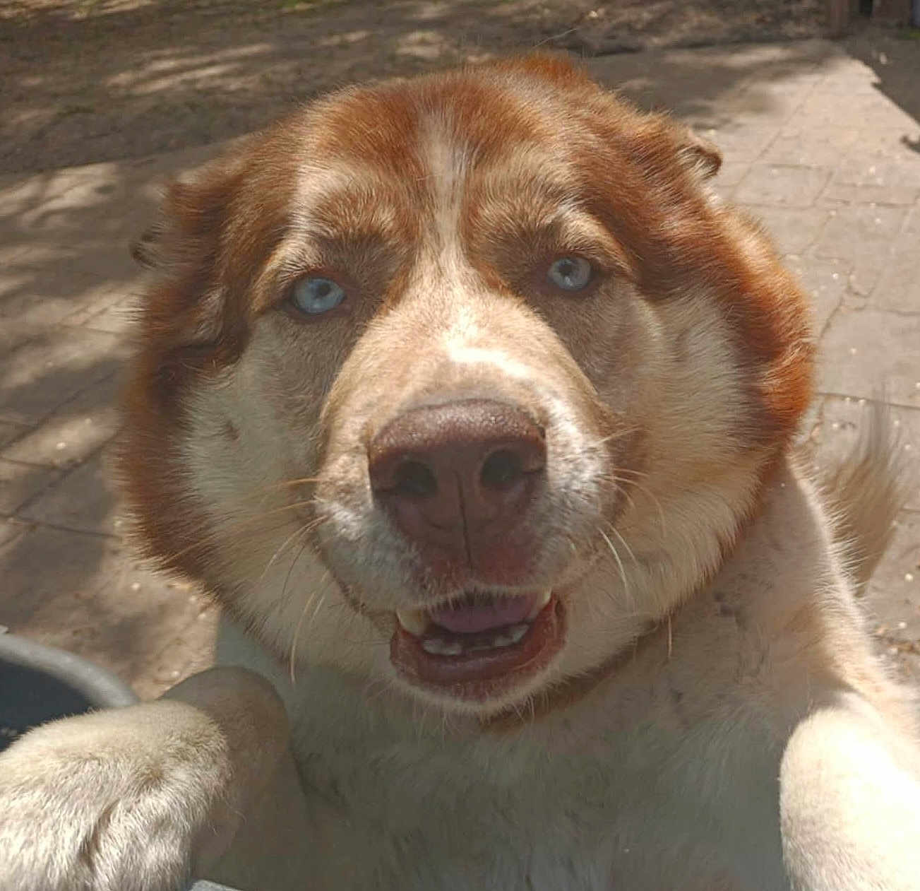 Prince Roger Nelson joined the competition — help win amazing prizes! animal, blue_eyes, canine, close_up, daylight, dog, friendly, fur, happy, muzzle, nature, nose, outdoor, pavement, paw, pet, playful, smile, sunlight, whiskers