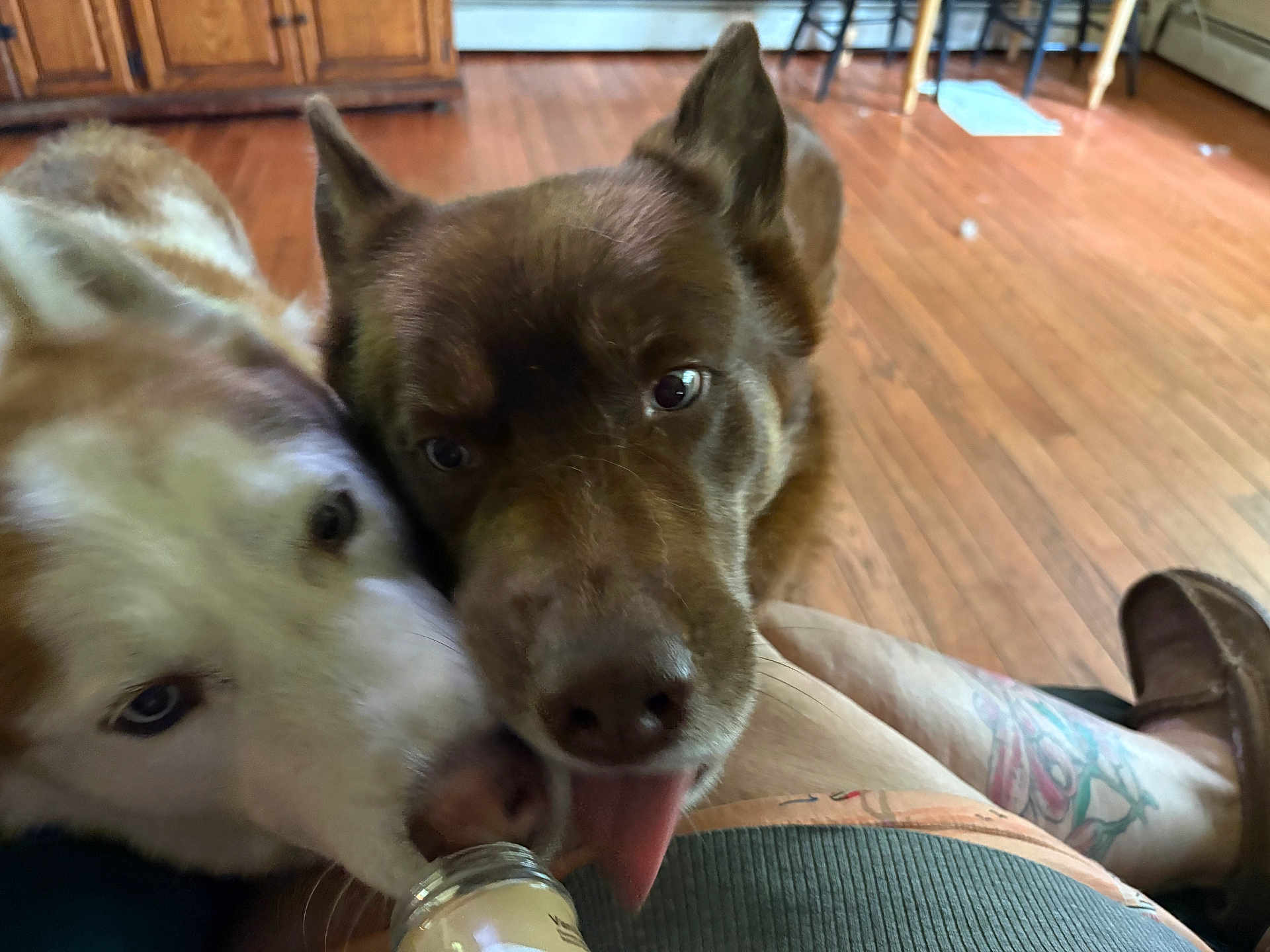 Darlene Mahoney is registered to the contest to win money with this photo: dog, brown_dog, white_and_brown_dog, wooden_floor, tattoo, slippers, jar, tongue, indoor, furniture, close_up, pet, animal, home, floor, person, casual, licking, cozy, relaxed