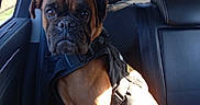 Vade-Mecum participe au concours pour gagner de l'argent avec cette photo : dog, boxer_dog, pet, animal, car, vehicle, back_seat, harness, brown_fur, short_hair, portrait, sitting, indoors, sunlight, shadow, automotive_interior, passenger, travel, canine, close_up