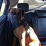 dog, boxer_dog, pet, animal, car, vehicle, back_seat, harness, brown_fur, short_hair, portrait, sitting, indoors, sunlight, shadow, automotive_interior, passenger, travel, canine, close_up
