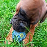 Vade-Mecum a rejoint le concours — aidez-le/la à gagner de superbes lots ! dog, pet, brown_dog, black_muzzle, grass, outdoors, garden, toy, ball, chewing, playing, animal, canine, close_up, motion_blur, portrait, nature, greenery, happy, recreation