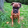 Vade-Mecum participe au concours pour gagner de l'argent avec cette photo : dog, boxer, pet, animal, sitting, outdoor, grass, garden, greenery, fence, brown_fur, black_muzzle, wrinkled_face, floppy_ears, white_chest, underbite, serious_expression, portrait, canine, autumn_leaves