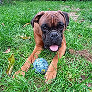 Vade-Mecum a rejoint le concours — aidez-le/la à gagner de superbes lots ! dog, boxer, pet, animal, outdoor, grass, garden, greenery, playful, happy, tongue, wrinkles, brown_fur, black_muzzle, lying_down, front_paws, toy_ball, portrait, nature, backyard