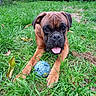 dog, boxer, pet, animal, outdoor, grass, garden, greenery, playful, happy, tongue, wrinkles, brown_fur, black_muzzle, lying_down, front_paws, toy_ball, portrait, nature, backyard