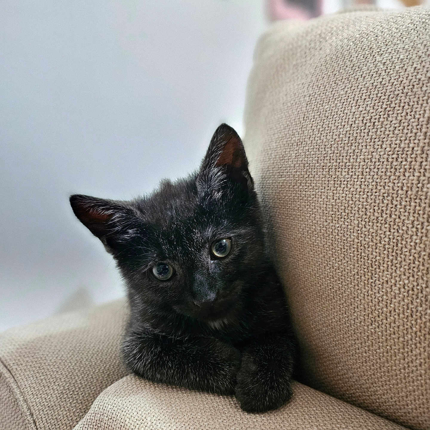 Mimi