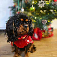 Vicky a rejoint le concours — aidez-le/la à gagner de superbes lots ! dog, cavalier_king_charles_spaniel, small_dog, black_and_tan, red_sweater, christmas, christmas_tree, ornaments, holiday, festive, indoors, wooden_floor, portrait, sitting, long_hair, floppy_ears, brown_eyes, pet, bokeh, gift_wrap