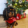 dog, cavalier_king_charles_spaniel, small_dog, black_and_tan, red_sweater, christmas, christmas_tree, ornaments, holiday, festive, indoors, wooden_floor, portrait, sitting, long_hair, floppy_ears, brown_eyes, pet, bokeh, gift_wrap