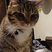Kitty joined the competition — help win amazing prizes! animal, background, bell, cat, closeup, clothes, collar, domestic, ears, face, feline, fur, household, indoor, mammal, pet, pile, shadow, tabby, whiskers