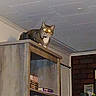 Kitty joined the competition — help win amazing prizes! books, brick_wall, cabinet, cat, ceiling, curtain_rod, dark, domestic_animal, furniture, glowing_eyes, house, indoor, low_light, mysterious, pet, room, shadow, shelf, timestamp, wall