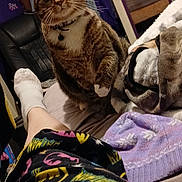 Kitty joined the competition — help win amazing prizes! cat, tabby_cat, bed, person, pajamas, socks, mirror, reflection, clothing, indoor, furniture, blanket, chair, closet, hanging_clothes, collar, bell, pet, curious, cozy